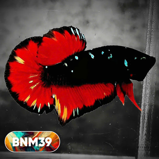 Dark Flame Hellfire Plakat Male Betta Fish | You Pick Fish | Rare Betta