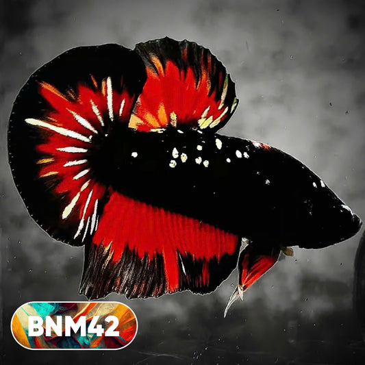Dark Flame Hellfire Plakat Male Betta Fish | You Pick Fish | Rare Betta