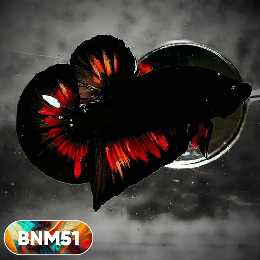 Dark Flame Hellfire Plakat Male Betta Fish | You Pick Fish | Rare Betta