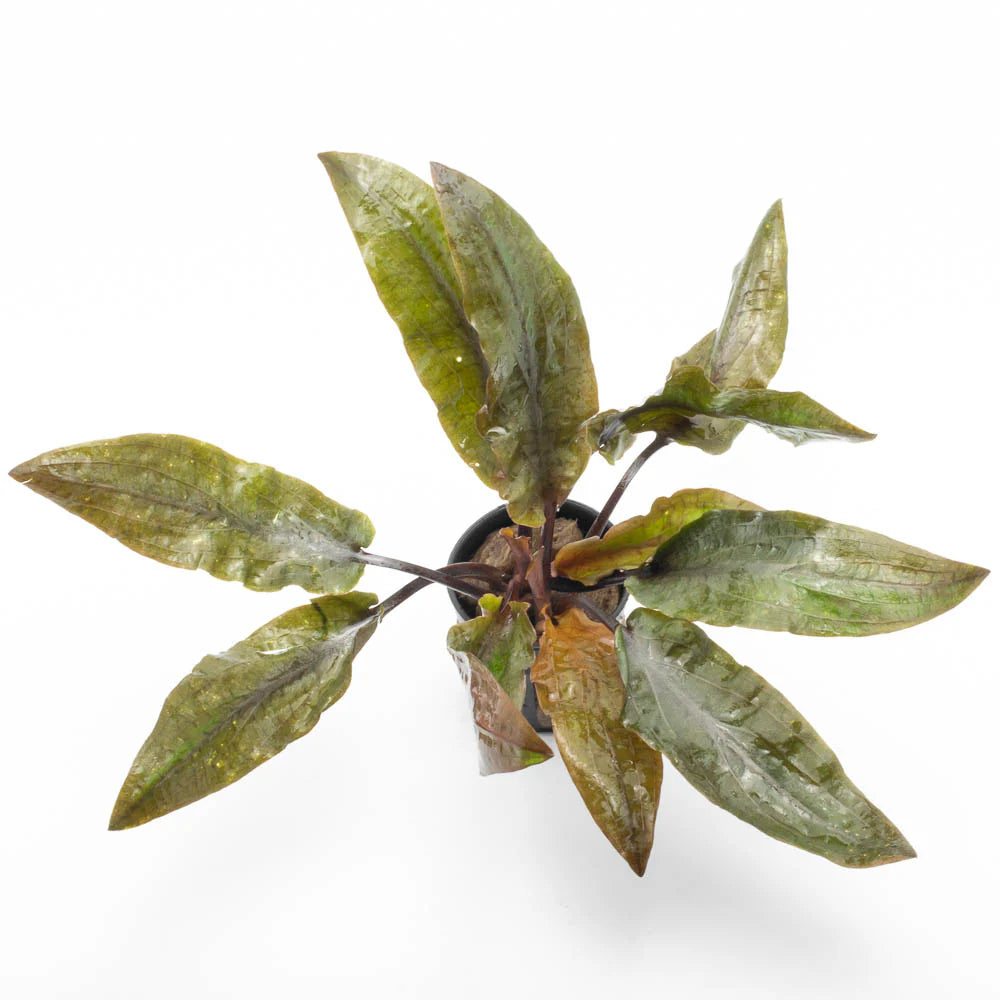 Cryptocoryne Hudoroi