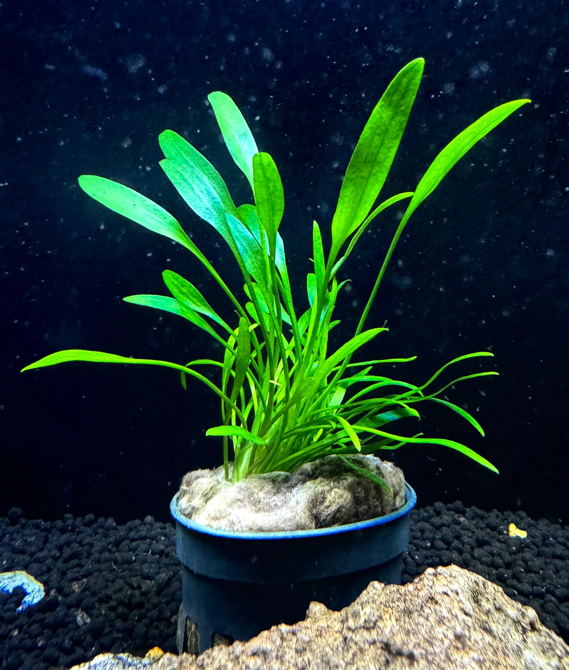 Cryptocoryne Lucens  Compact & Hardy Plant