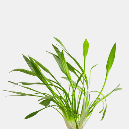Cryptocoryne Parva