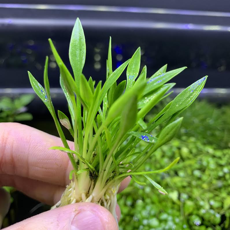 Cryptocoryne Parva