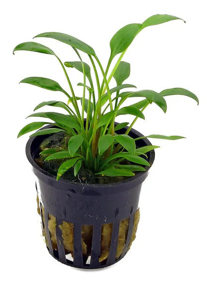 Cryptocoryne Willisii