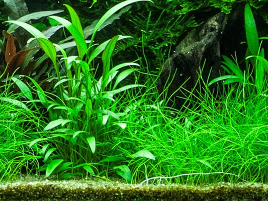 Cryptocoryne Willisii