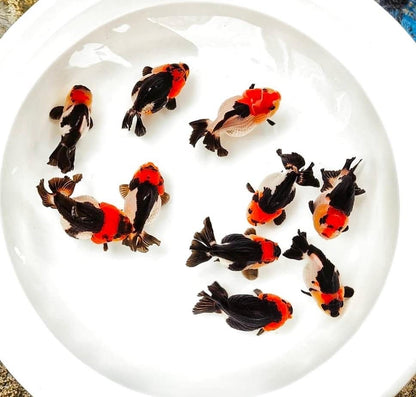 Tri Color Oranda Short Tail 3-4 Inches | Mystery Goldfish
