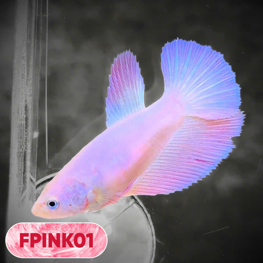 Pink Sakura Halfmoon Female Betta Fish | You Pick Fish