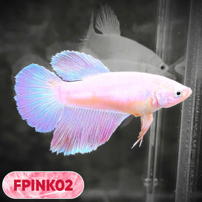 Pink Sakura Halfmoon Female Betta Fish | You Pick Fish