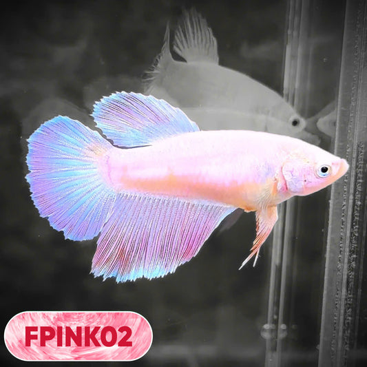 Pink Sakura Halfmoon Female Betta Fish | You Pick Fish