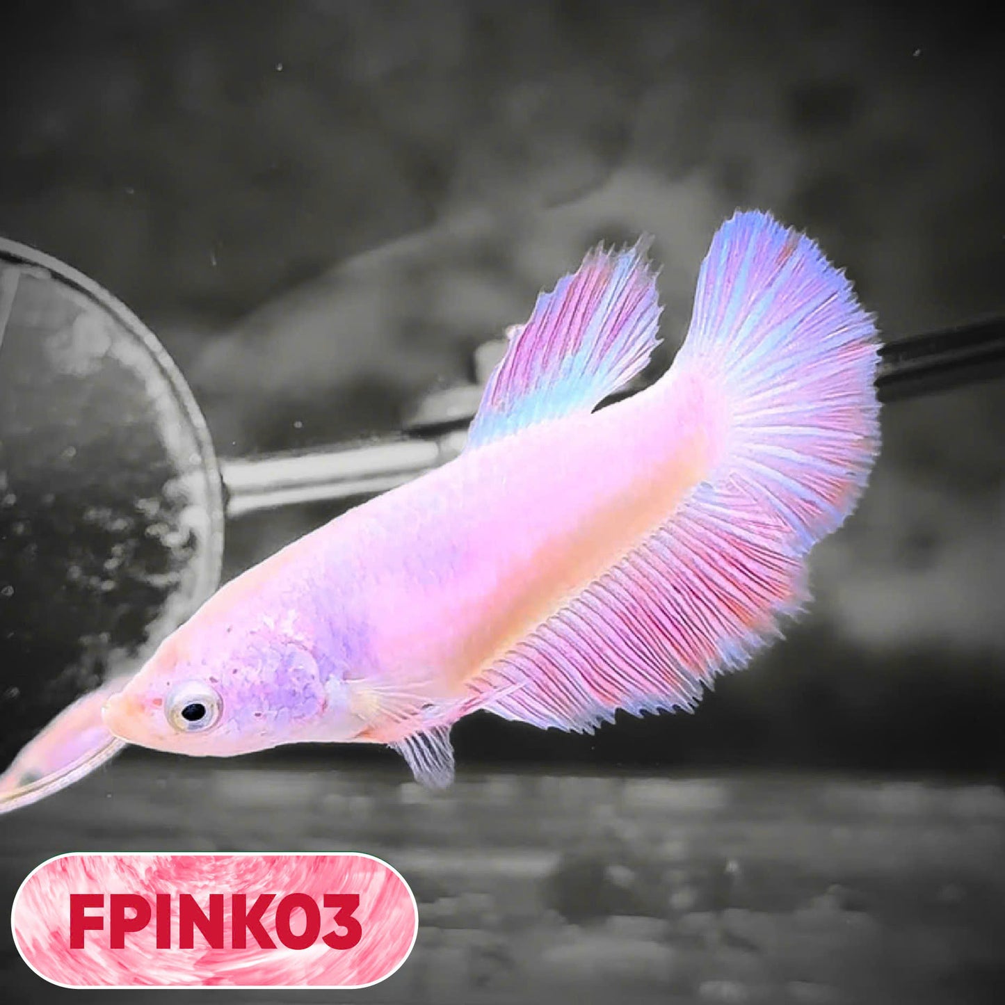 Pink Sakura Halfmoon Female Betta Fish | You Pick Fish