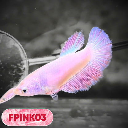 Pink Sakura Halfmoon Female Betta Fish | You Pick Fish