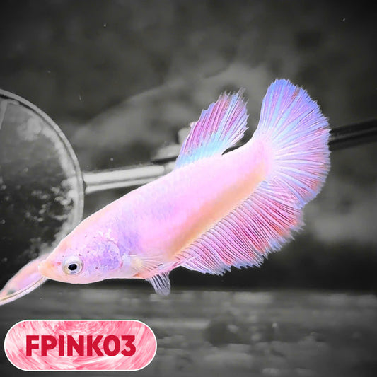 Pink Sakura Halfmoon Female Betta Fish | You Pick Fish