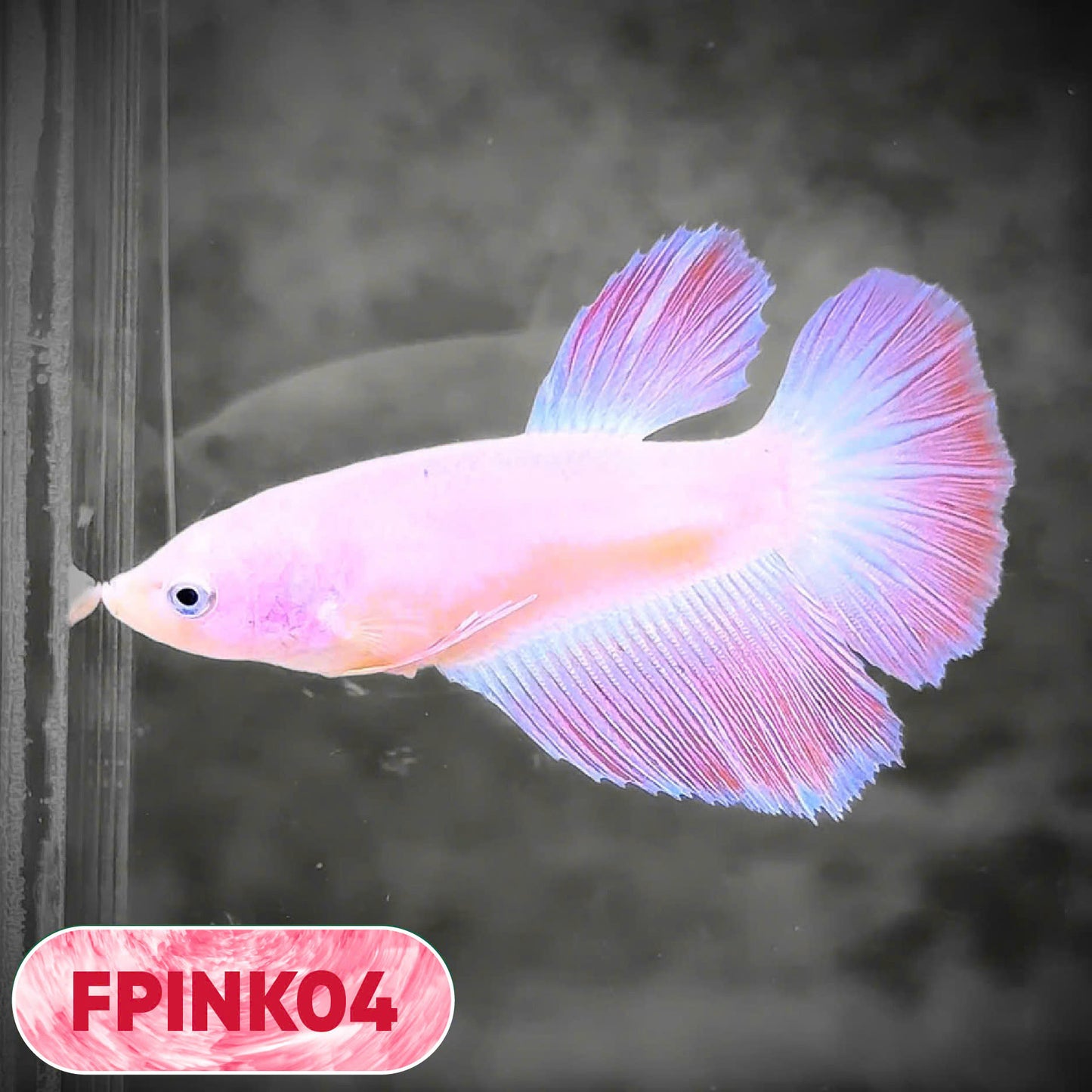 Pink Sakura Halfmoon Female Betta Fish | You Pick Fish