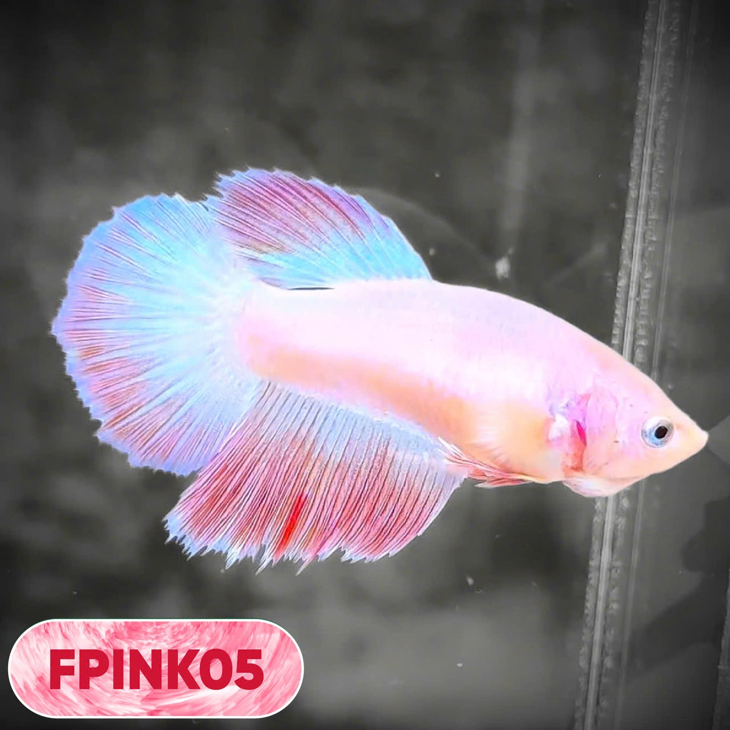 Pink Sakura Halfmoon Female Betta Fish | You Pick Fish