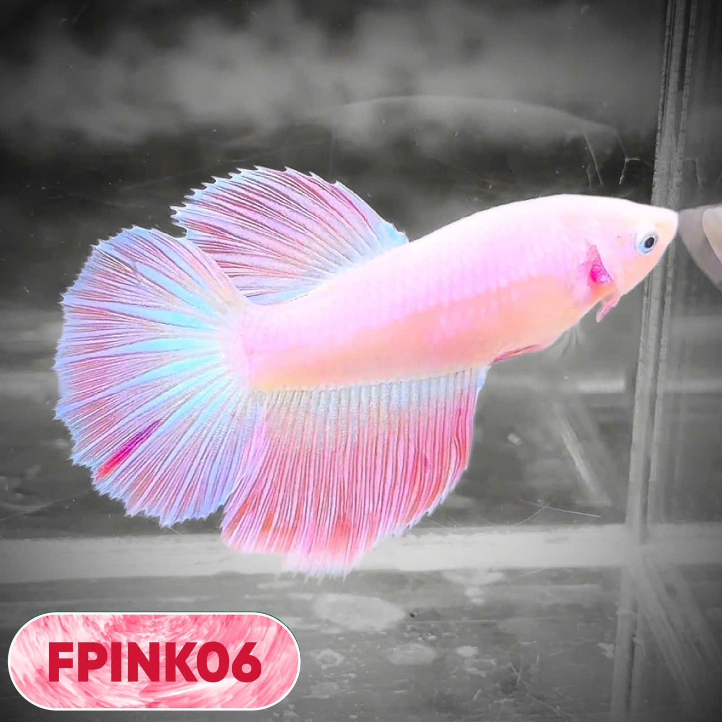 Pink Sakura Halfmoon Female Betta Fish | You Pick Fish