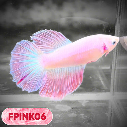 Pink Sakura Halfmoon Female Betta Fish | You Pick Fish