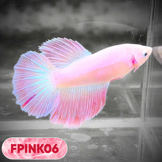 Pink Sakura Halfmoon Female Betta Fish | You Pick Fish
