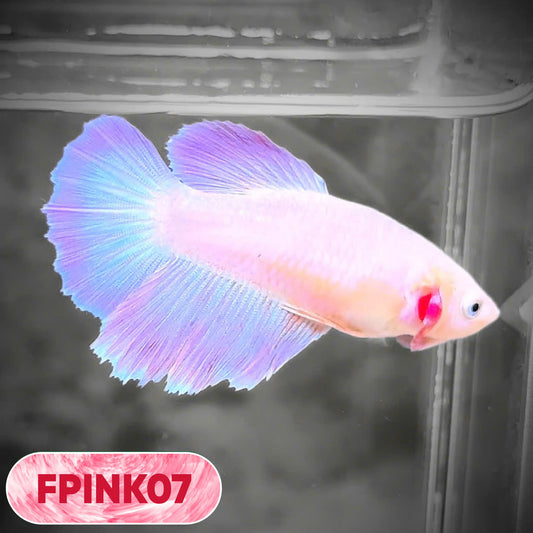 Pink Sakura Halfmoon Female Betta Fish | You Pick Fish