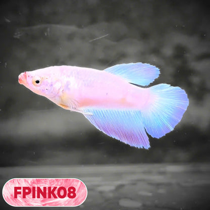 Pink Sakura Halfmoon Female Betta Fish | You Pick Fish