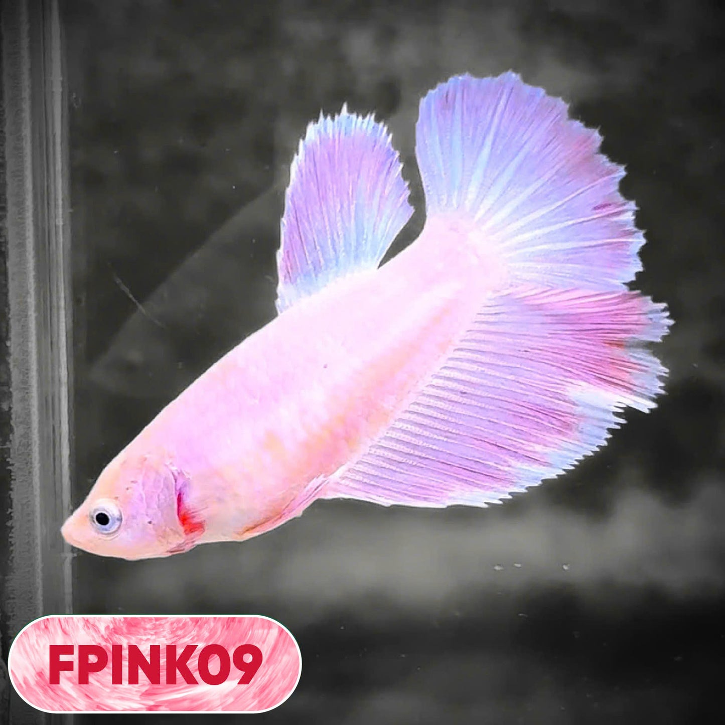 Pink Sakura Halfmoon Female Betta Fish | You Pick Fish