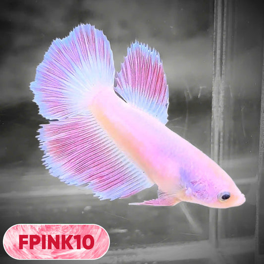 Pink Sakura Halfmoon Female Betta Fish | You Pick Fish