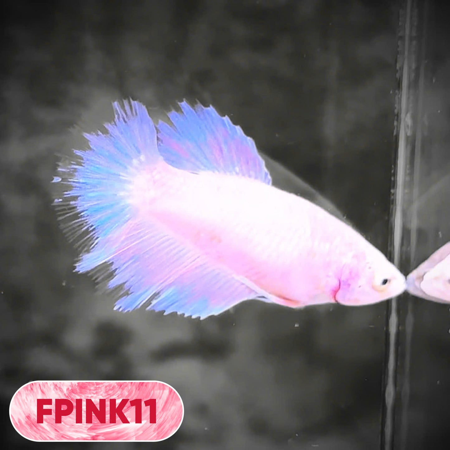 Pink Sakura Halfmoon Female Betta Fish | You Pick Fish