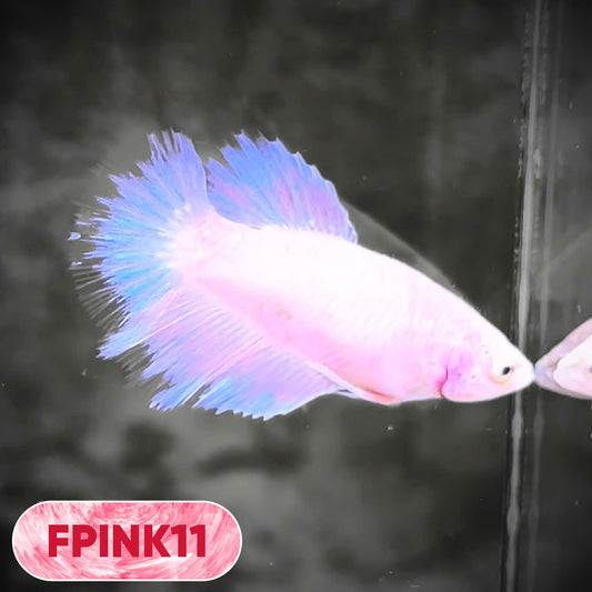 Pink Sakura Halfmoon Female Betta Fish | You Pick Fish