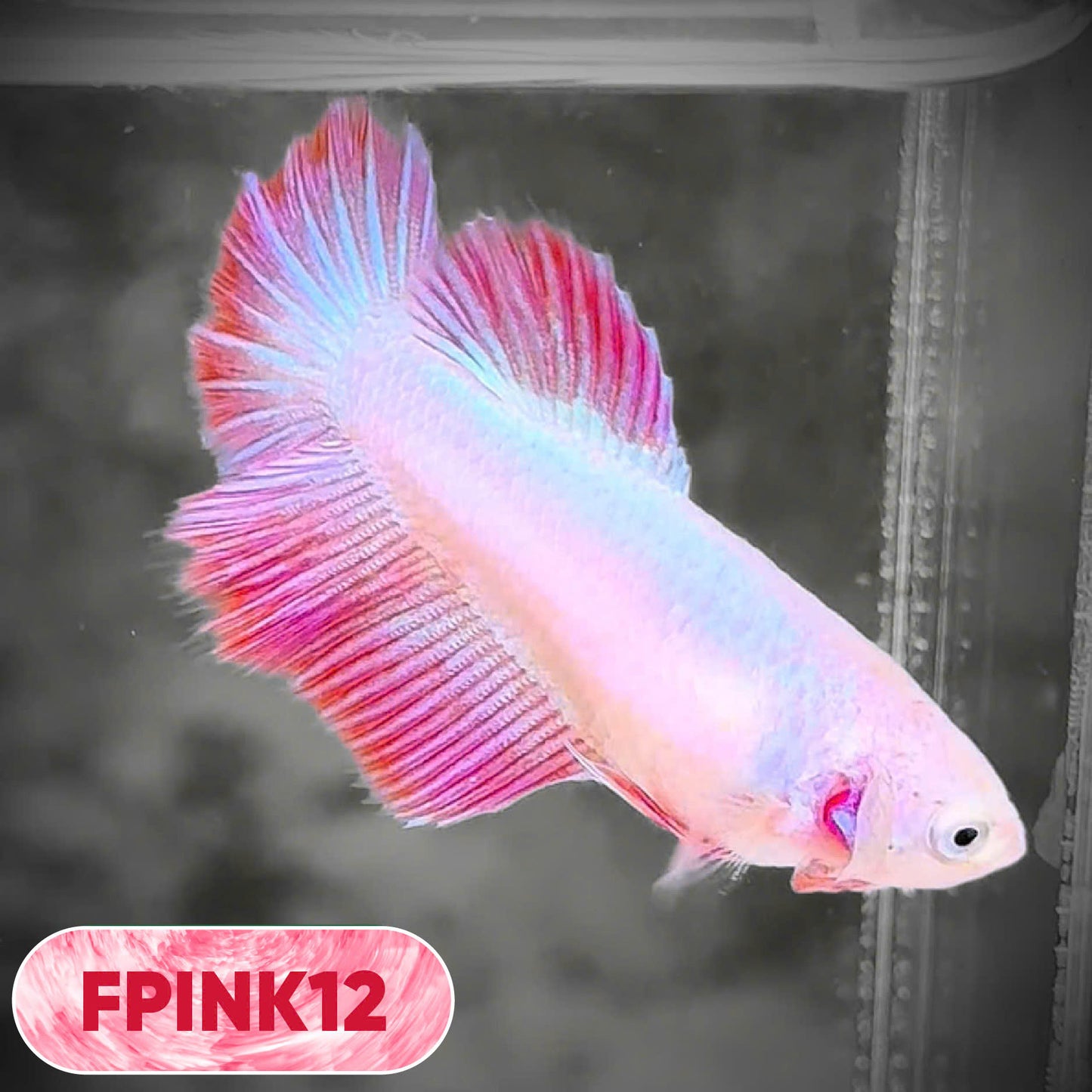 Pink Sakura Halfmoon Female Betta Fish | You Pick Fish