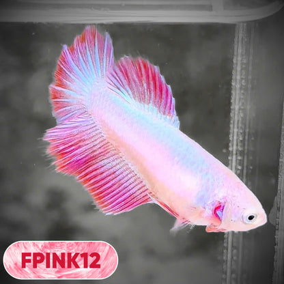 Pink Sakura Halfmoon Female Betta Fish | You Pick Fish