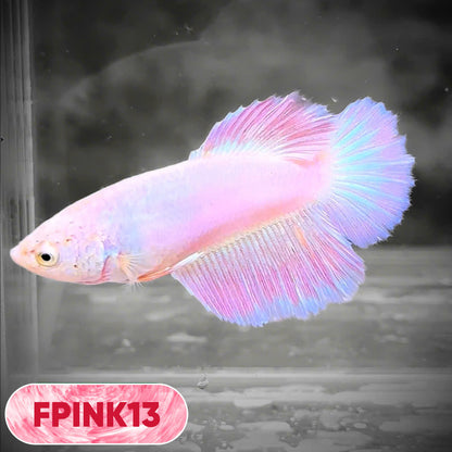 Pink Sakura Halfmoon Female Betta Fish | You Pick Fish