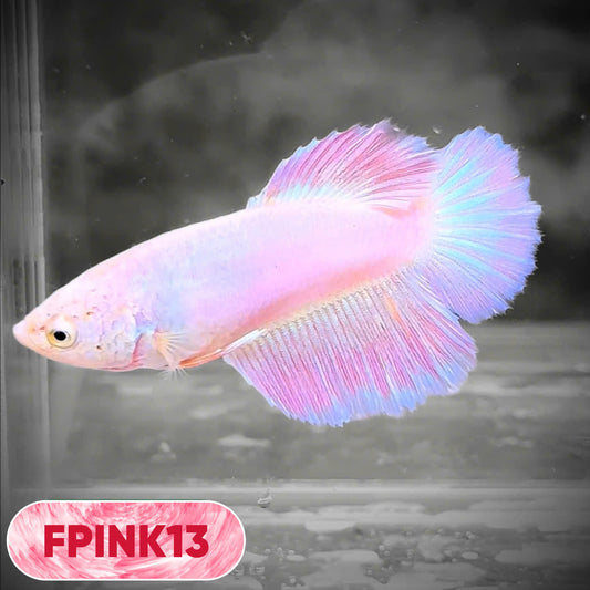 Pink Sakura Halfmoon Female Betta Fish | You Pick Fish
