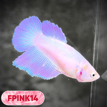 Pink Sakura Halfmoon Female Betta Fish | You Pick Fish