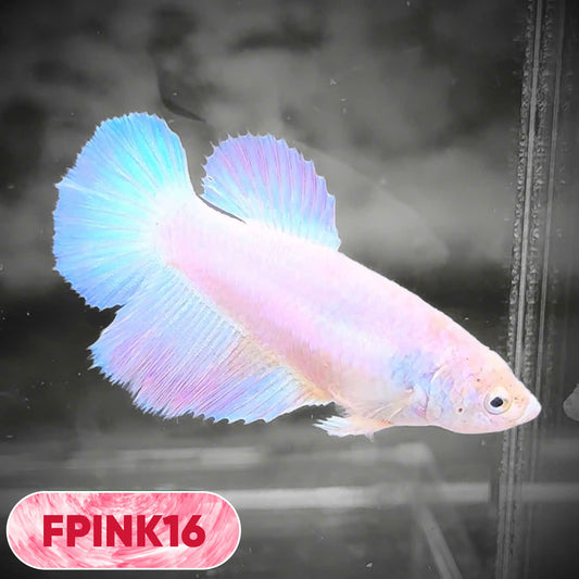 Pink Sakura Halfmoon Female Betta Fish | You Pick Fish