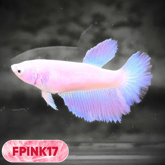 Pink Sakura Halfmoon Female Betta Fish | You Pick Fish
