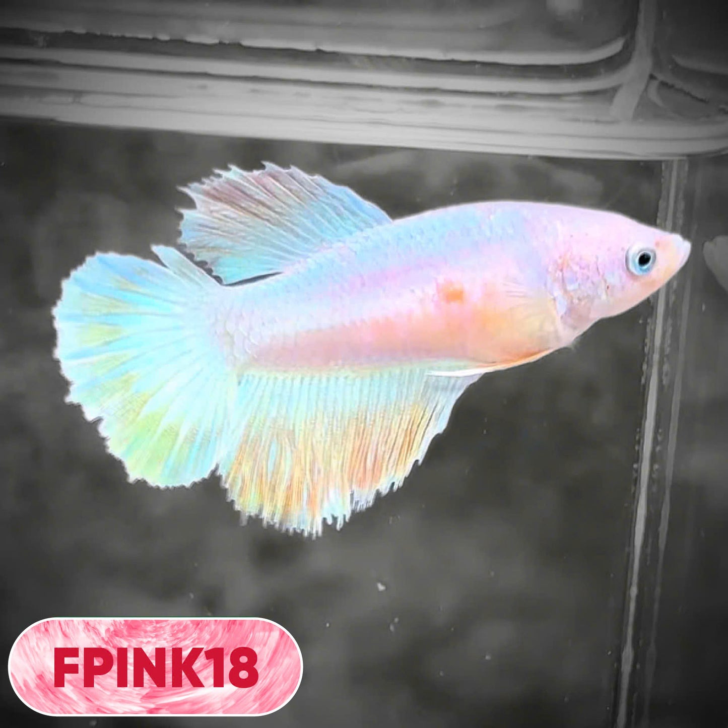 Pink Sakura Halfmoon Female Betta Fish | You Pick Fish