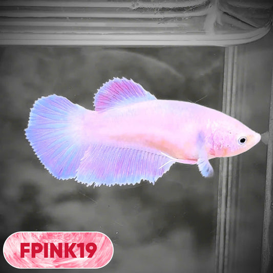 Pink Sakura Halfmoon Female Betta Fish | You Pick Fish