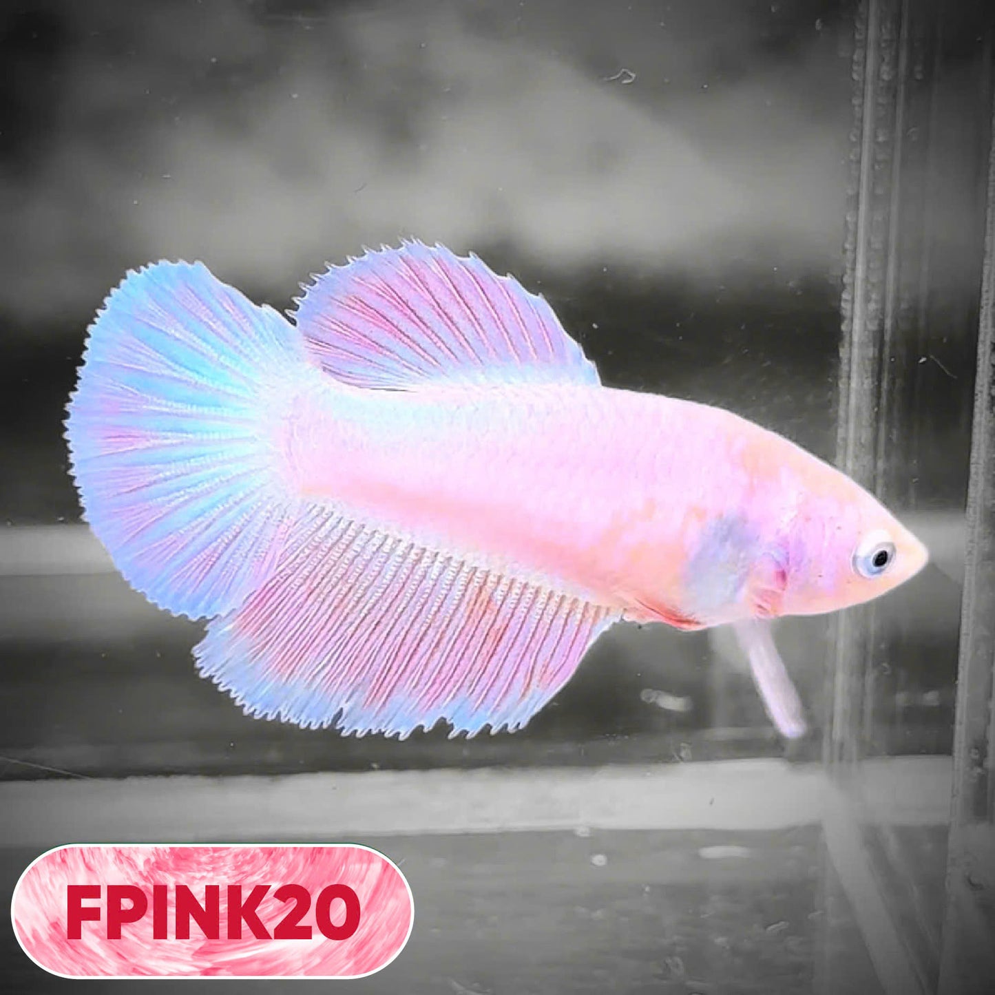 Pink Sakura Halfmoon Female Betta Fish | You Pick Fish