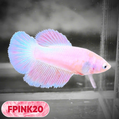 Pink Sakura Halfmoon Female Betta Fish | You Pick Fish