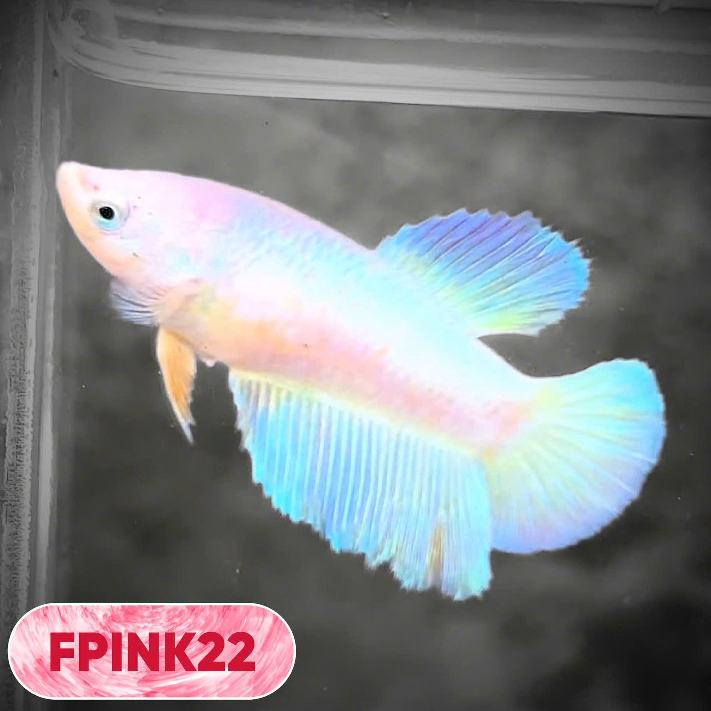 Pink Sakura Halfmoon Female Betta Fish | You Pick Fish
