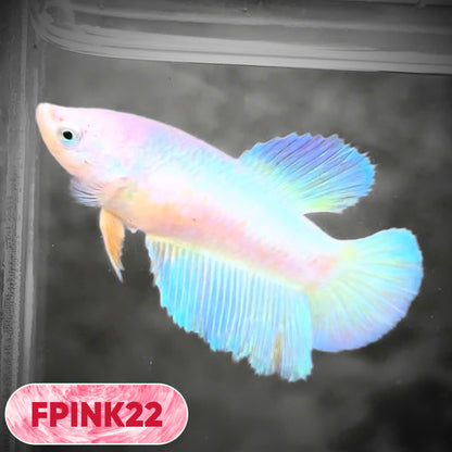 Pink Sakura Halfmoon Female Betta Fish | You Pick Fish