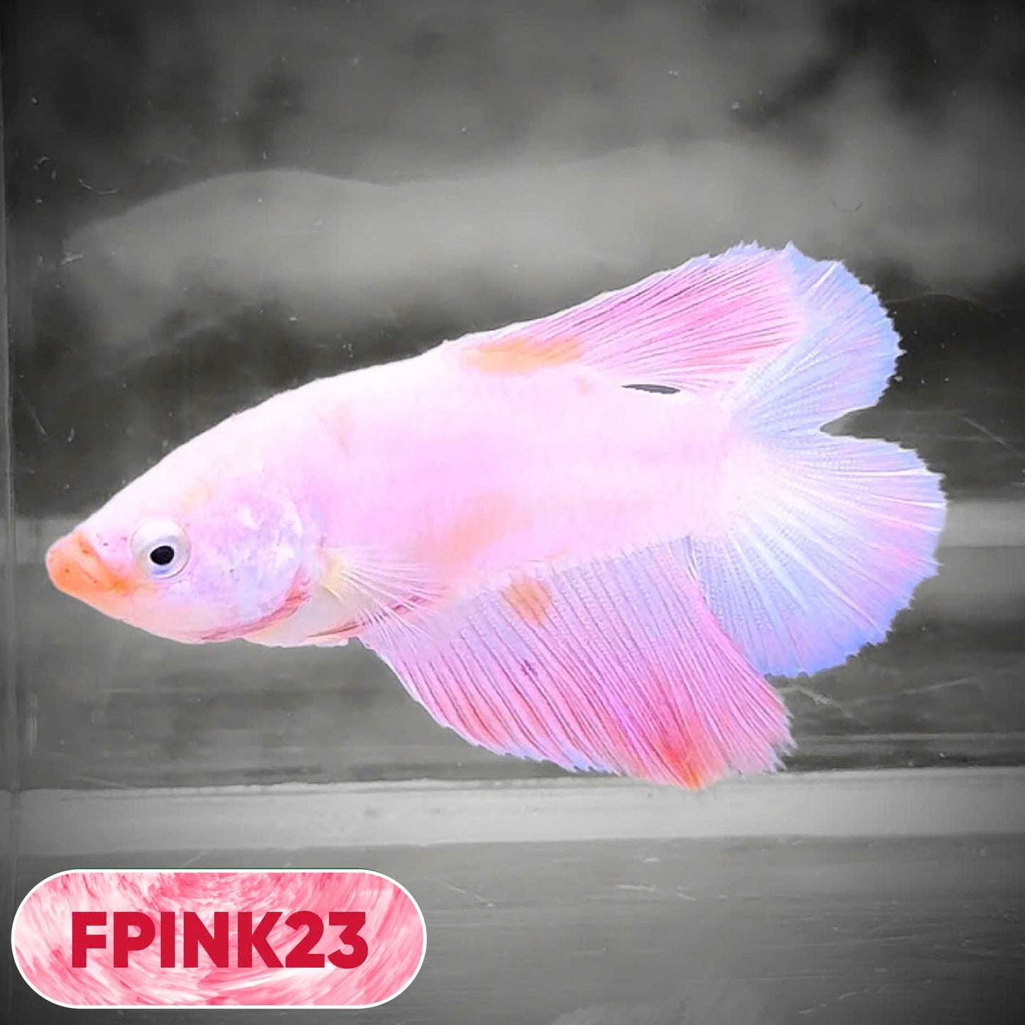 Pink Sakura Halfmoon Female Betta Fish | You Pick Fish