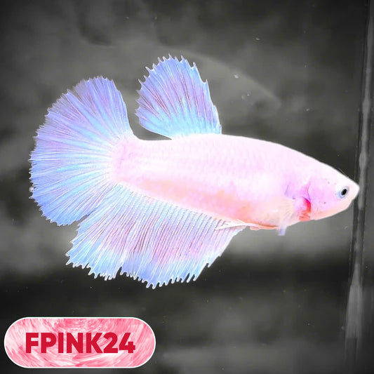 Pink Sakura Halfmoon Female Betta Fish | You Pick Fish