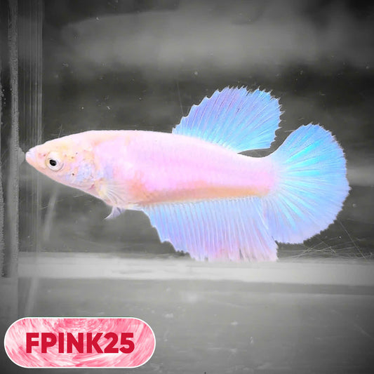 Pink Sakura Halfmoon Female Betta Fish | You Pick Fish
