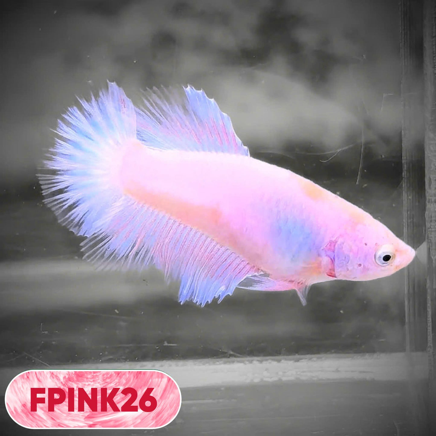 Pink Sakura Halfmoon Female Betta Fish | You Pick Fish