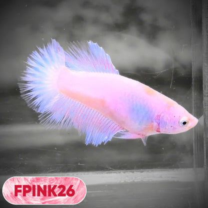 Pink Sakura Halfmoon Female Betta Fish | You Pick Fish