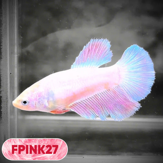 Pink Sakura Halfmoon Female Betta Fish | You Pick Fish