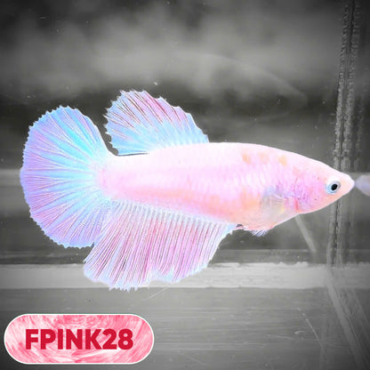 Pink Sakura Halfmoon Female Betta Fish | You Pick Fish