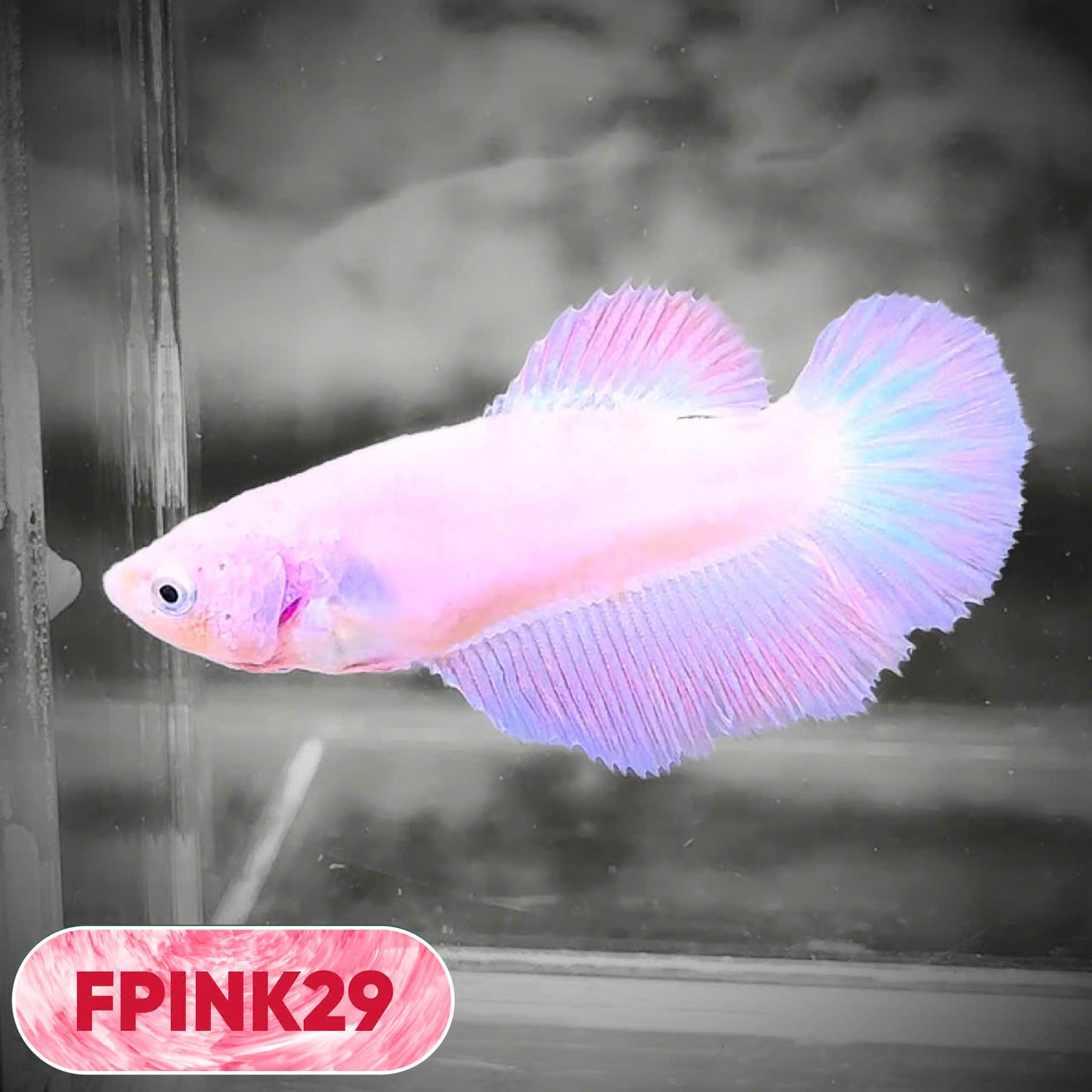 Pink Sakura Halfmoon Female Betta Fish | You Pick Fish