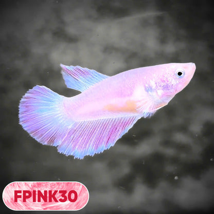 Pink Sakura Halfmoon Female Betta Fish | You Pick Fish