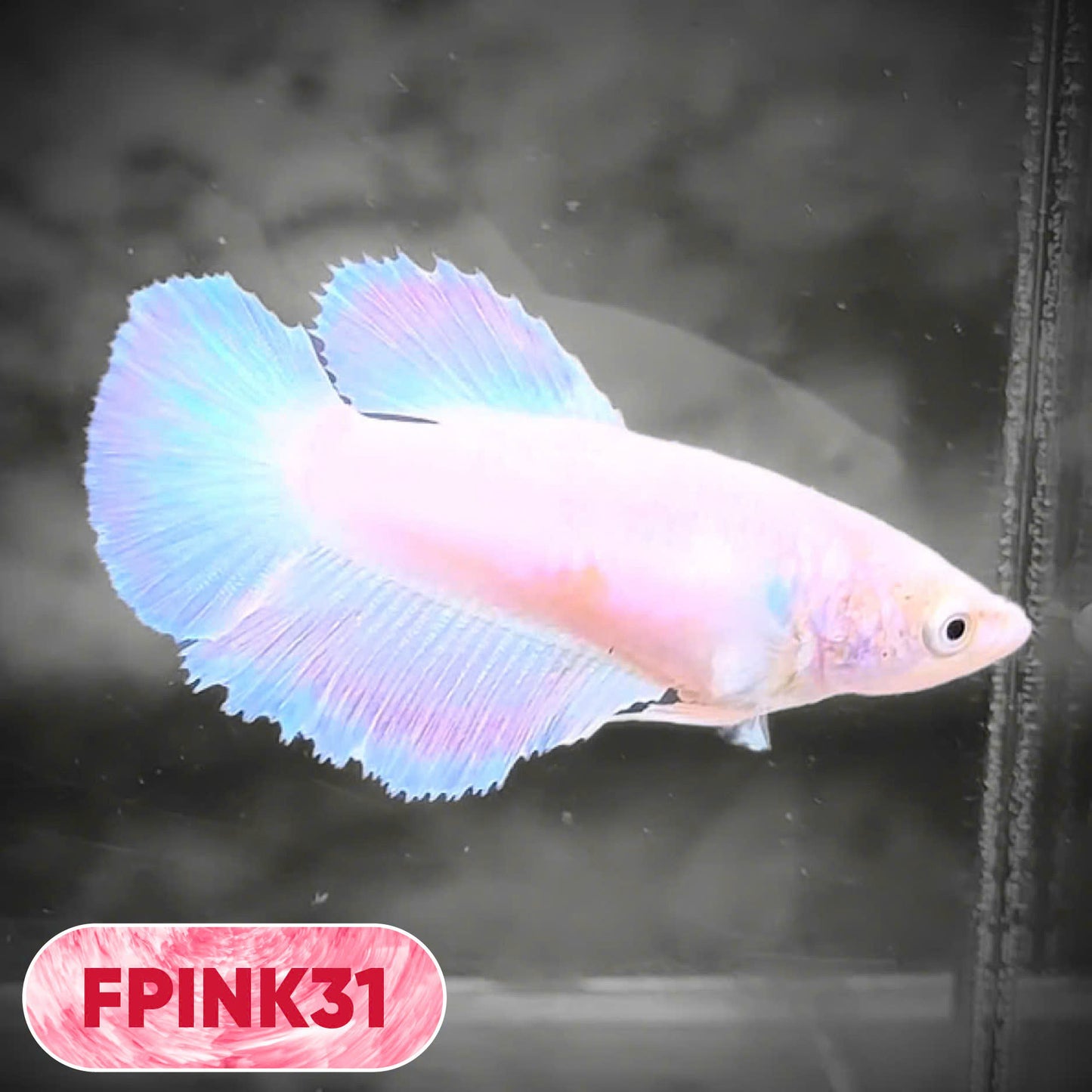 Pink Sakura Halfmoon Female Betta Fish | You Pick Fish